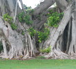 The Biltmore Golf Course in Coral Gables, Florida.