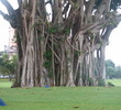 Banyan and Palm trees line the Biltmore coursee