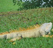 Iguanas are an ocasional sight at the Biltmore Golf Course.